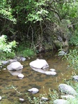 24465Colima 053.jpg