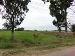 31638CIMG1506.JPG