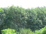 34806CIMG1455.JPG