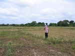 1040206-cropland-rice-supplimental-iirigationb.gif
