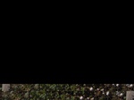 11574056-Irrigated (Surface water) cotton-a.jpg