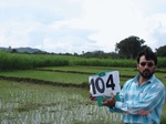 60370104b-irrigated-canal-rice-dominant-sugarcane-rice-singlecrop.jpg