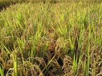 15381IMG_4230.JPG