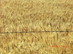 29702CIMG0997.JPG