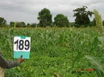 126880189b-rainfed-agriculture-mixedcrop-sorghum-soyabean-turmeric.gif