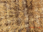 29710CIMG1027.JPG