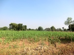 56368CIMG7921.JPG