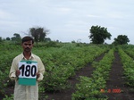126590180c-irrigated-supplemental-groundwater-sugarcane-cotton-millet.gif