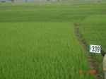 132210339b-irrigated-canal-rice.gif