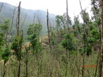 53449CIMG6782.JPG