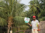 76050366a-irrigated-supplemental-groundwater-mixed-plantation-banana-coconut.jpg