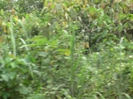 48508CIMG4845.JPG