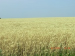 29353CIMG0582.JPG