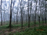 52872CIMG4952_调整大小.JPG