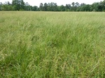 29190BROK20110518GPS.JPG
