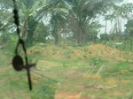49467CIMG5804.JPG