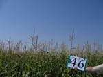 10255046-Irrigated (SW) maize-gram-strips-c.jpg