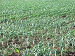 2012-08-30_11-29-26_CIMG1050.JPG