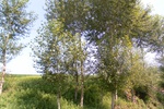 54544SAM_0771.JPG