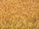 29495CIMG0805.JPG