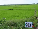 127360203b-irrigated-supplemental-tank-rice.gif
