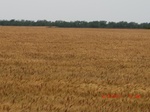 29690CIMG0981.JPG
