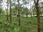 53008CIMG4104_调整大小.JPG