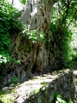 24455Colima 021.jpg