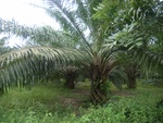 26200RIMG0252.JPG