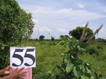 833655-cropland-chena-mix-b.jpg