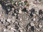 10380vp-069-Irrigated cotton-a.jpg