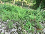 53771CIMG7171.JPG