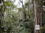 12281GT181_plantation.JPG