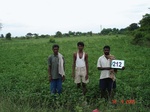 127610212a-rainfed-agriculture-mixedcrop-soyabean-dominant-gram.gif