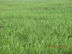 34773CIMG2604.JPG