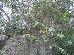 828135-forest-rockout-crops-closelook.jpg