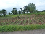 20996P1020866.JPG