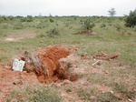 11952_dug_up_roots_for_fuel_GT109.JPG