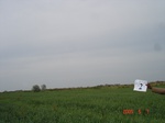 54W2C-a_06-05-07_irr-SW-Wheat-LS.JPG