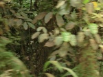 47110CIMG3447.JPG