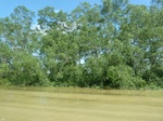 54633Bulungan (143).JPG