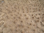 4624RIMG0056.JPG