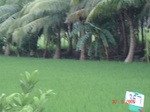 133090367b-irrigated-canal-rice-doublecrop-plantation-coconut.gif