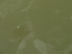 58280CIMG2727.JPG