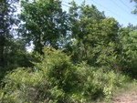 33454RIMG0194.JPG