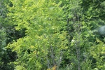 2024-09-24_16-32-03_7BA9F705-69C8-4842-B76A-374992981D2C.jpeg
