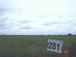 130070281a-rainfed-agriculture-cotton.gif