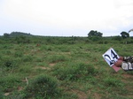1185124-cropland-chena-1yr-fallow-very-large-fielda.jpg