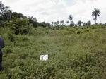 12291GT192_wet_fallow.JPG