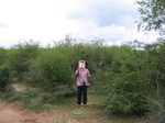 1169507-shrubland-degaradeda.gif